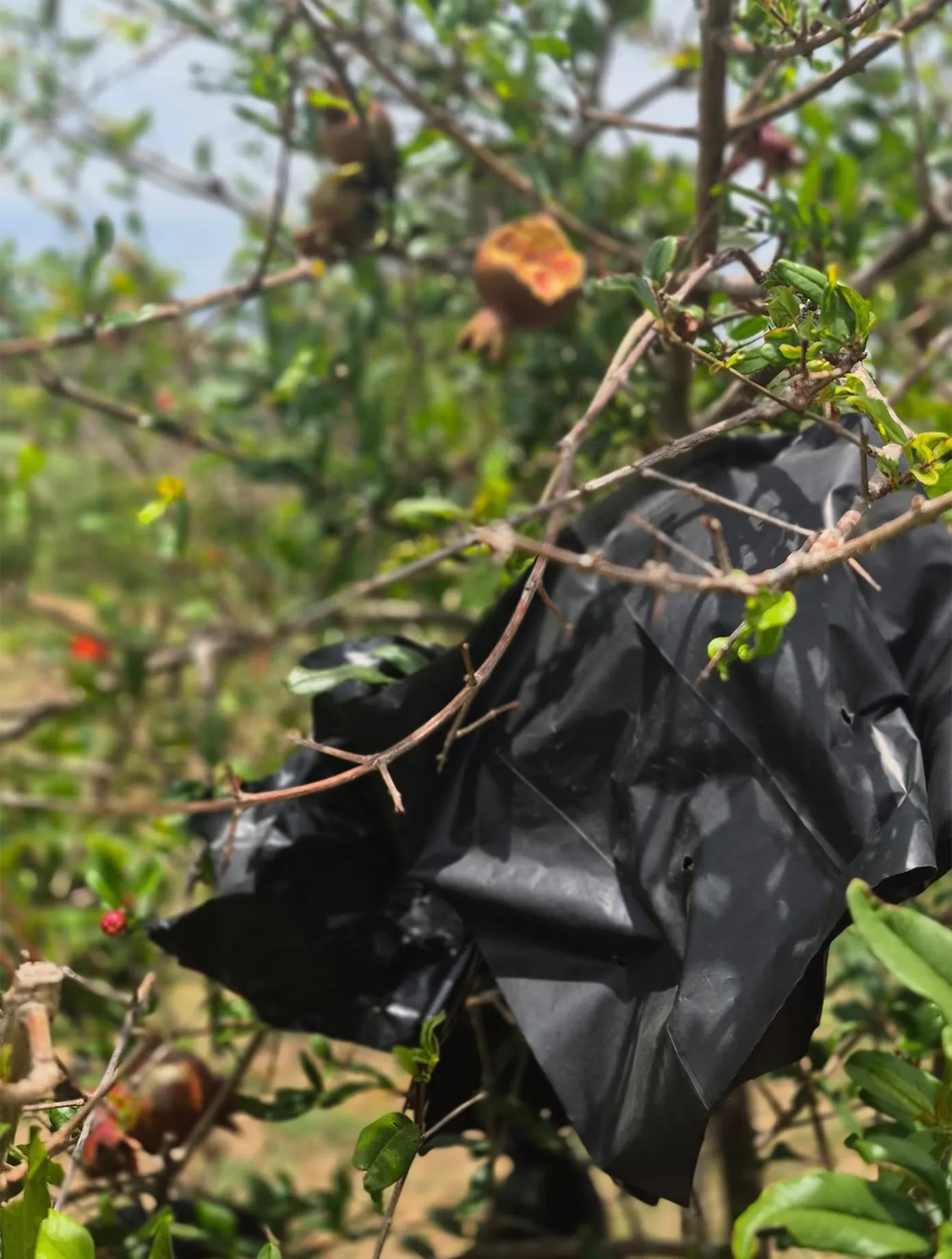Protected pomegranate fruit covered with eco-friendly protective bag in orchard