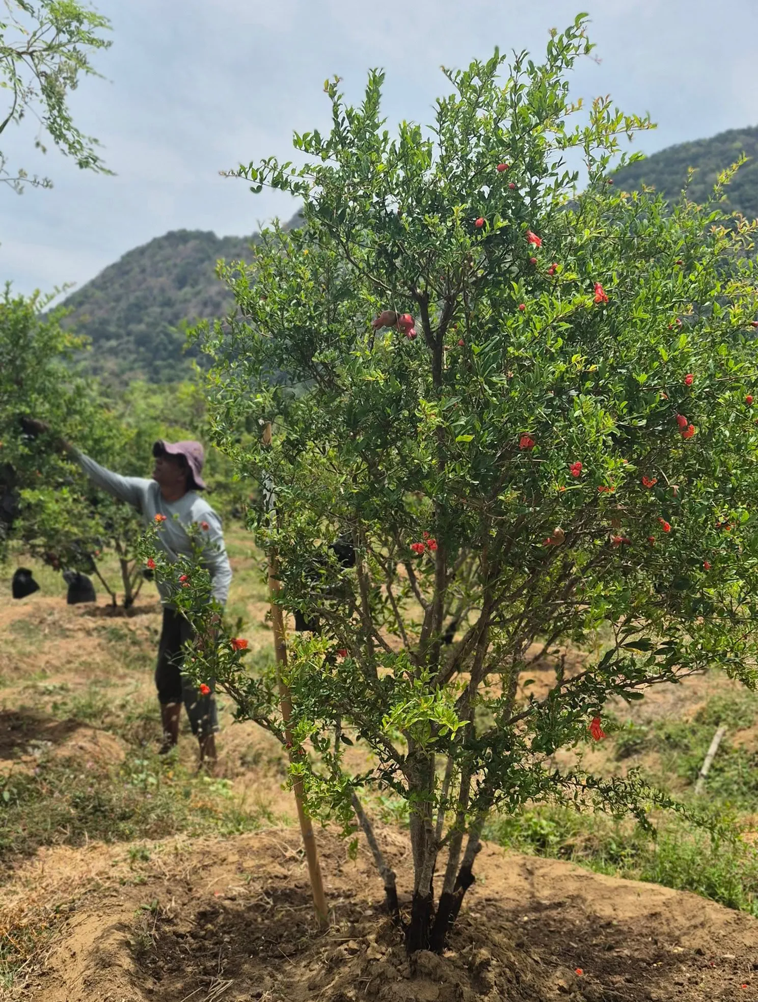 Young pomegranate tree growing in sustainable farm landscape in Sri Lanka