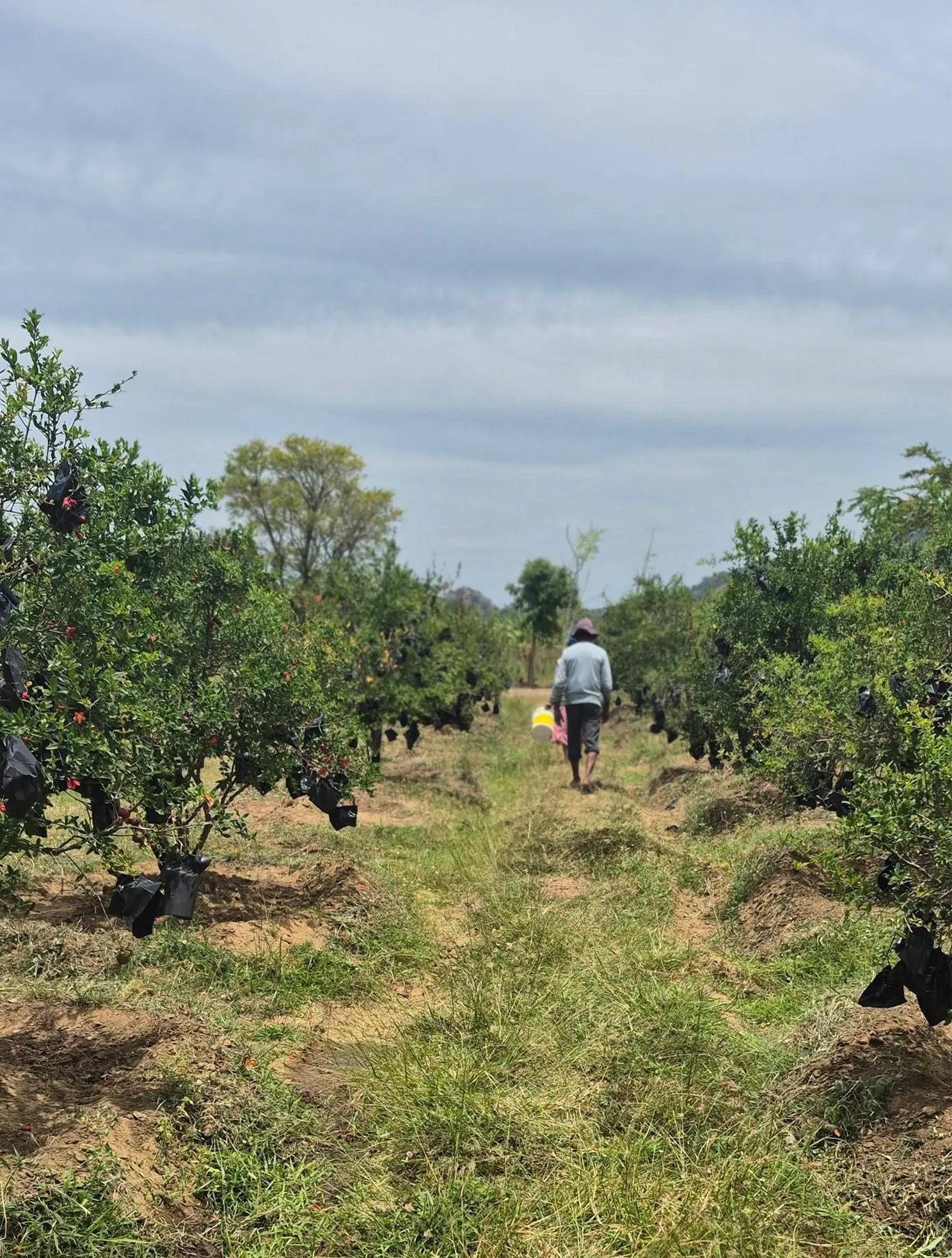Farmer walking through organic pomegranate farm in Sri Lanka