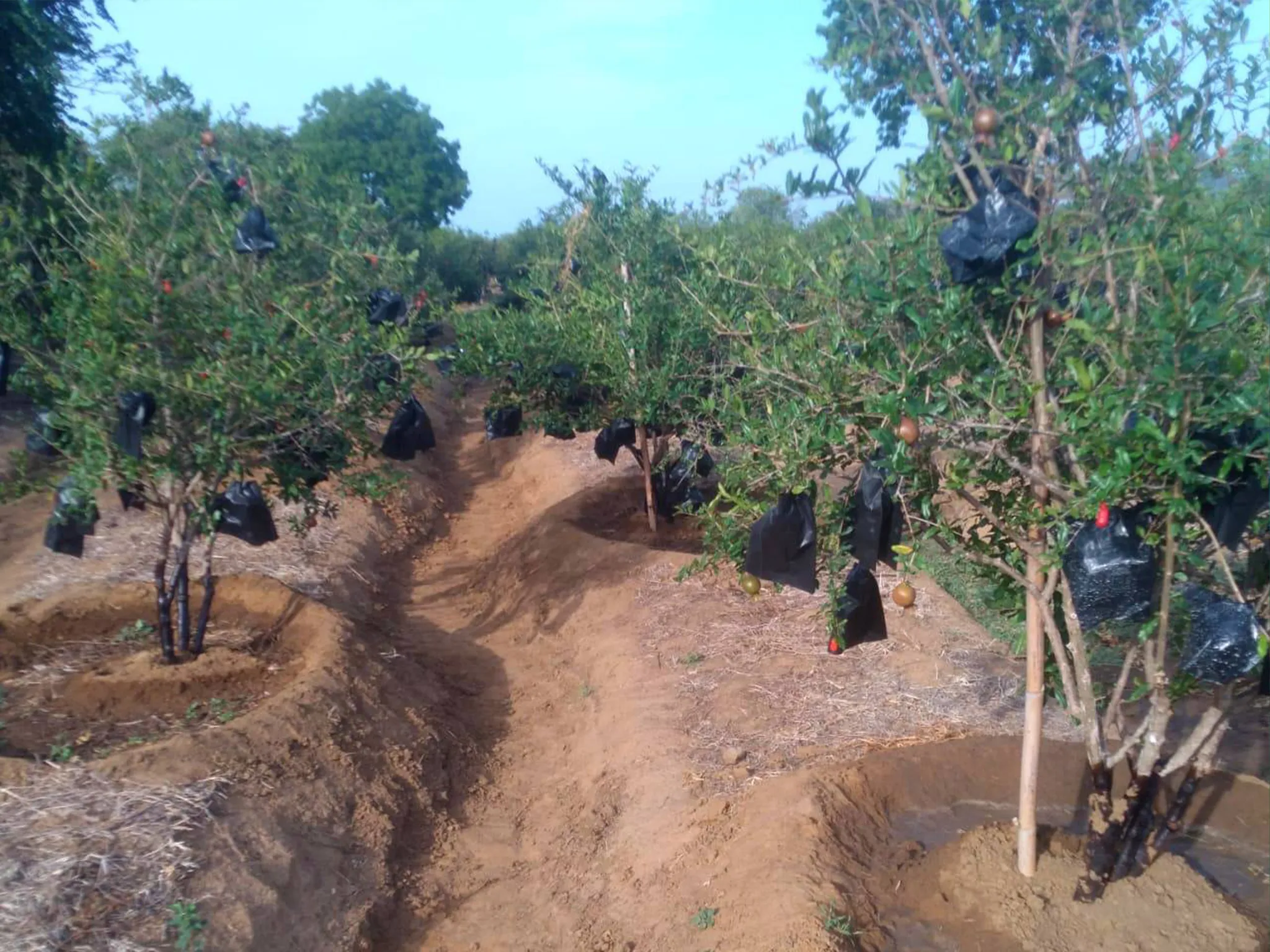 Sustainable organic pomegranate plantation with protected growing methods