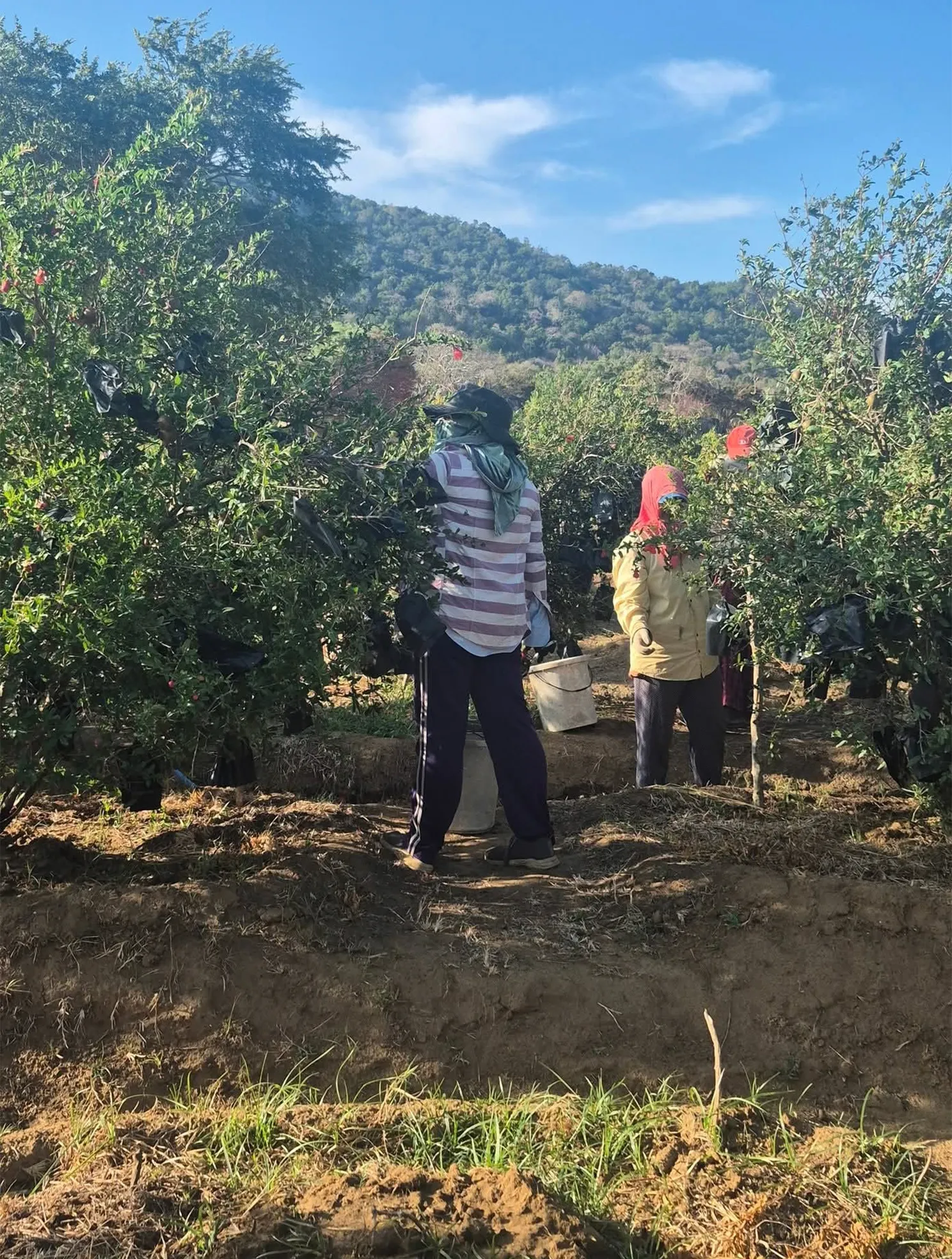 Farm workers caring for pomegranate orchard in sustainable farming environment