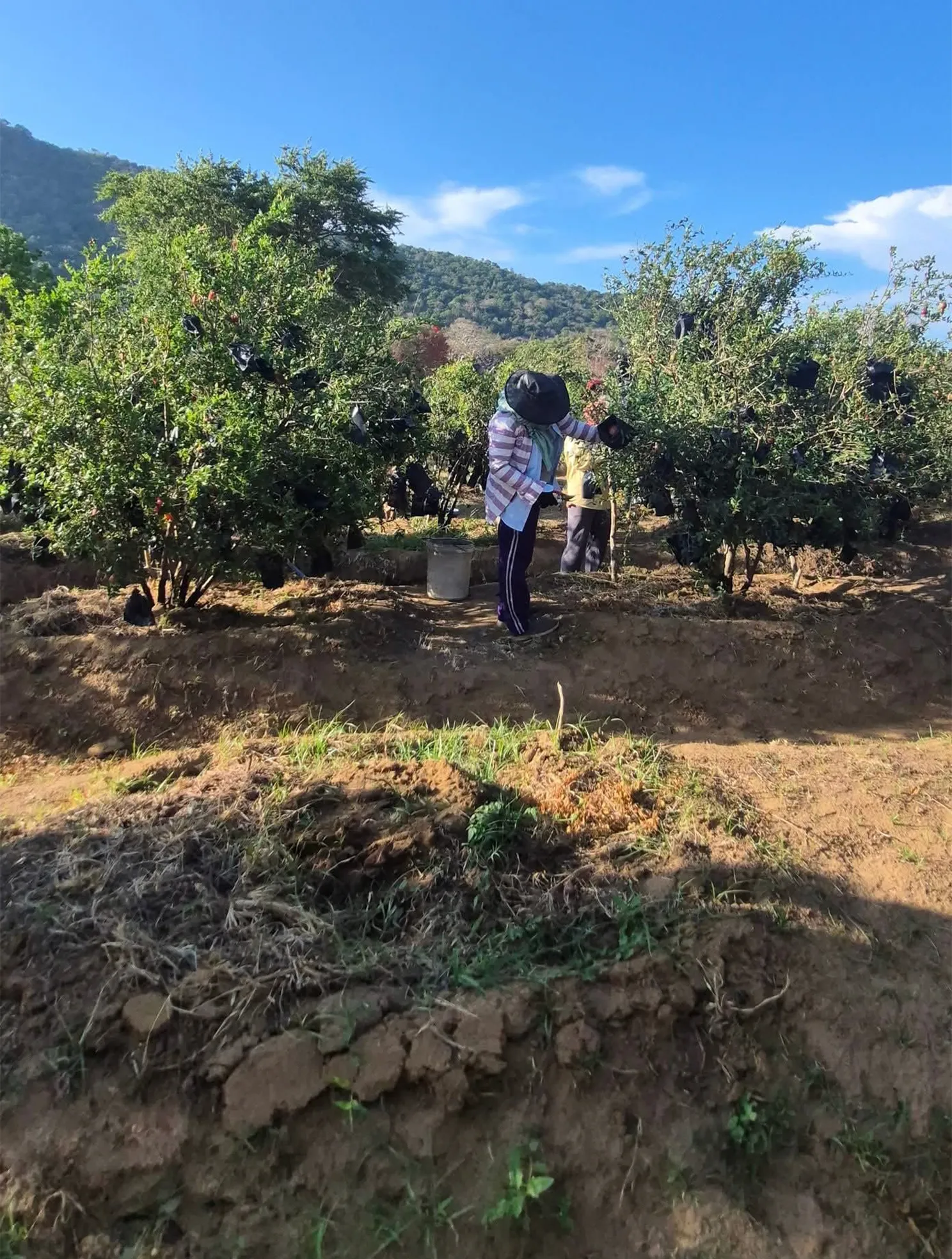 Farm workers maintaining sustainable pomegranate orchard in Sri Lanka