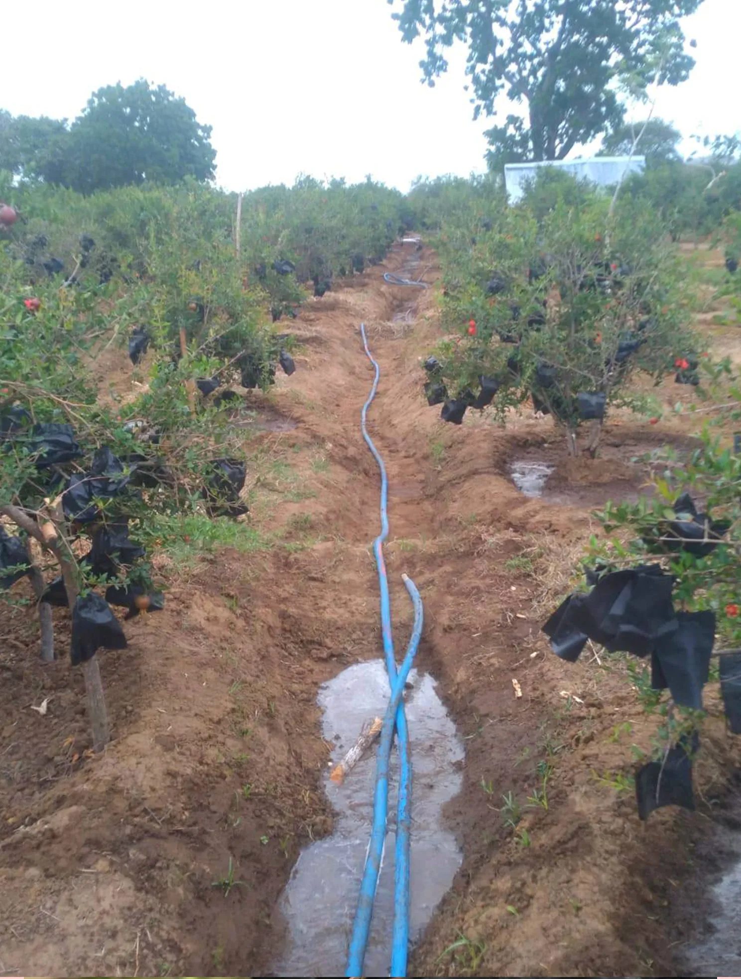 Modern irrigation system used in sustainable pomegranate plantation in Sri Lanka